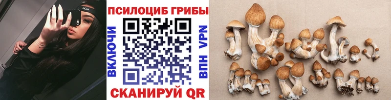 Купить  Аша  Галлюциногенные грибы Psilocybe 